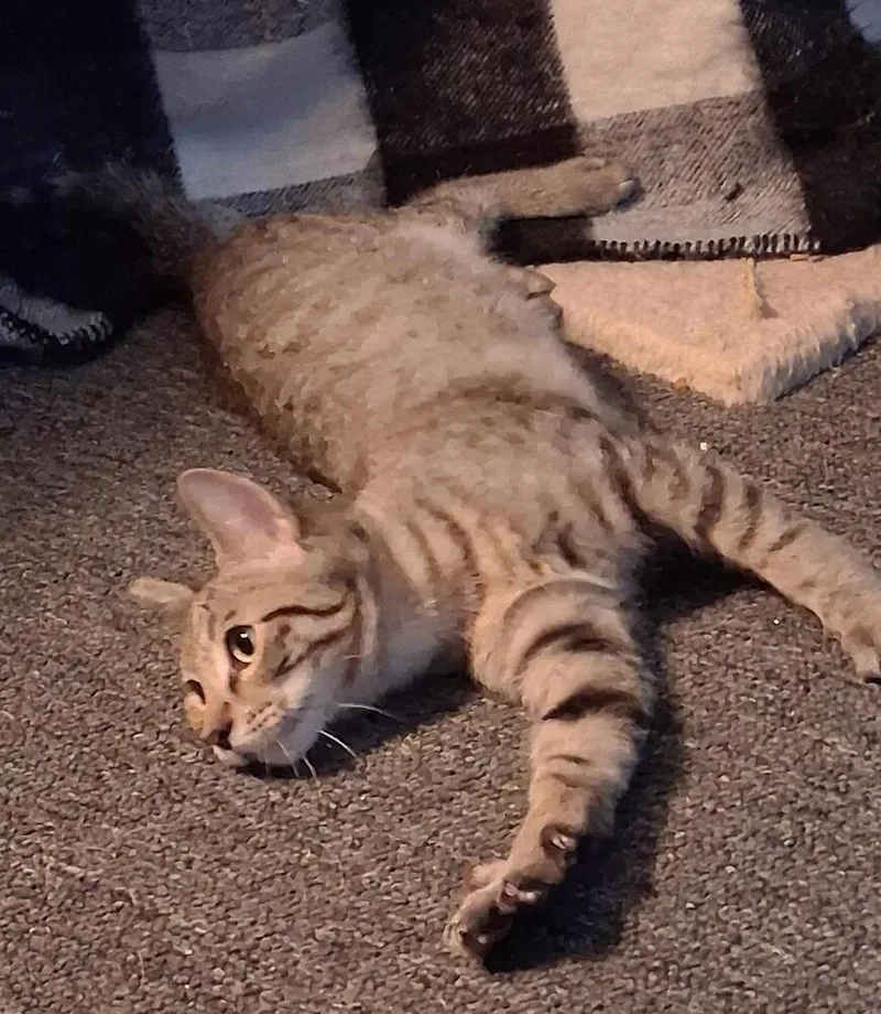 A baby medium-sized male Tabby (Brown / Chocolate) Domestic Short Hair cat named Finn for adoption in Oceanside, CA