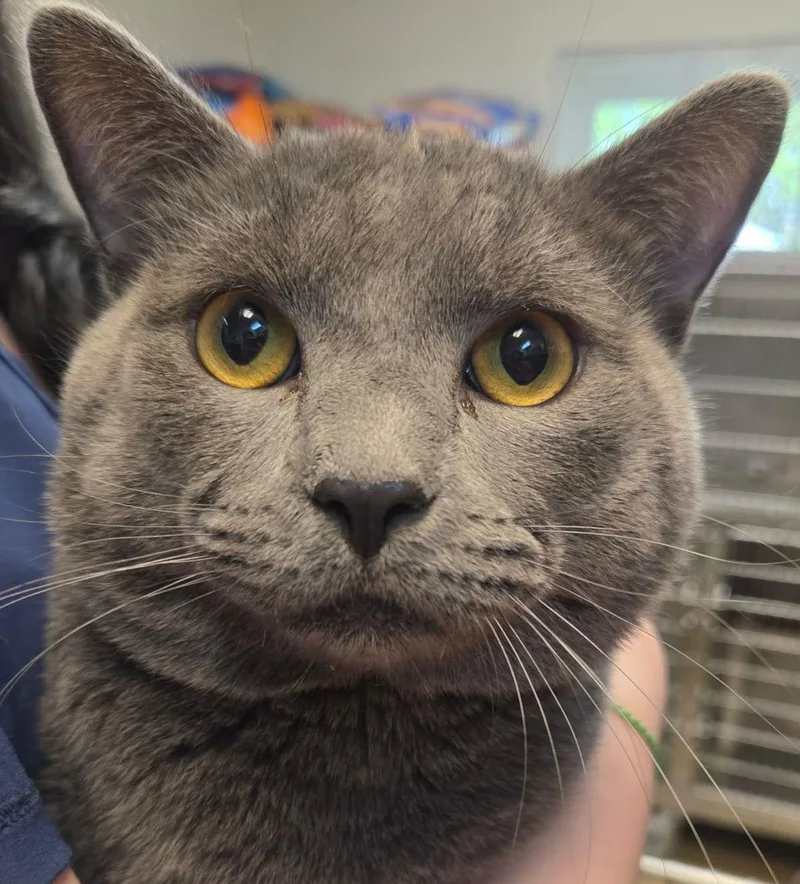 An adult large-sized male Gray / Blue / Silver Domestic Short Hair cat named Zen for adoption in Lexington, VA