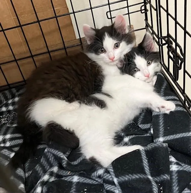 A baby medium-sized male Black & White / Tuxedo Domestic Long Hair cat named Ernie for adoption in Cincinnati, OH