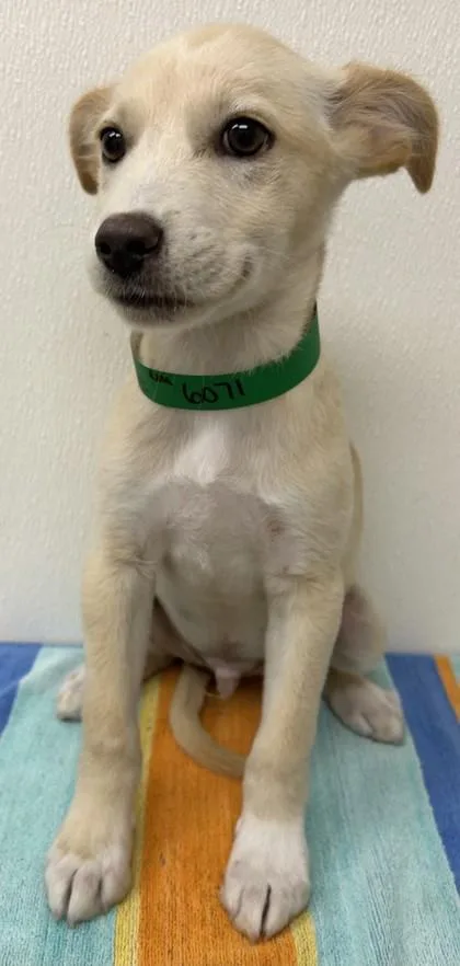 A young large-sized male Shepherd dog named Carlisle for adoption in Phoenix, AZ