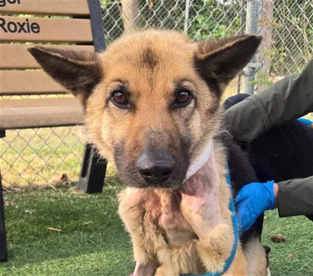 A young medium-sized female Mixed Breed dog named Betty for adoption in Columbia, SC