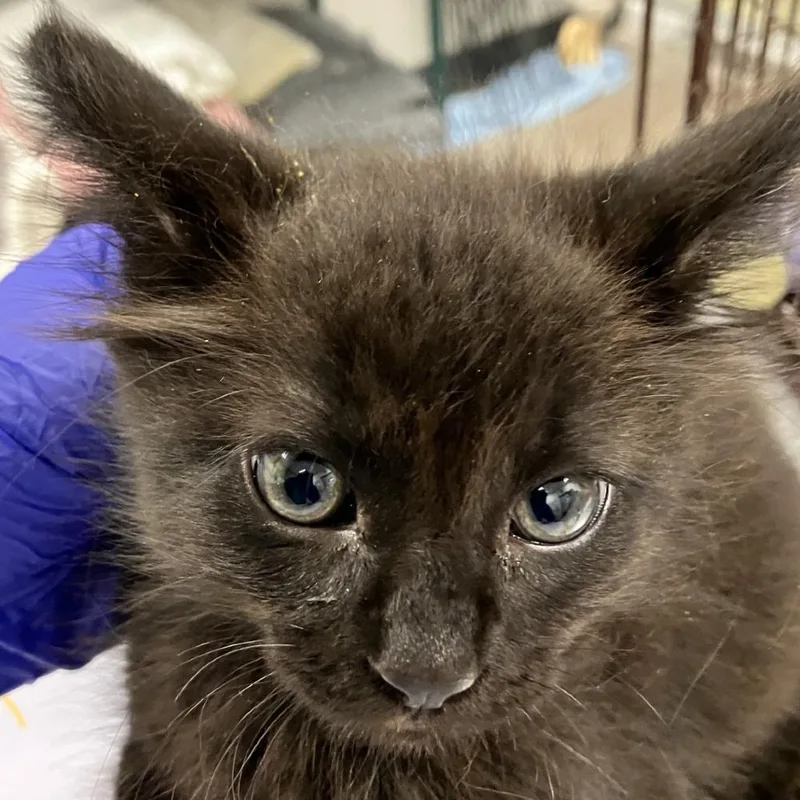 A baby small-sized male Domestic Short Hair cat named 111858 for adoption in Las Cruces, NM