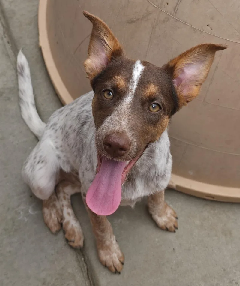A baby medium-sized female Australian Cattle Dog / Blue Heeler dog named Zesty Gourmand for adoption in Fort Lupton, CO