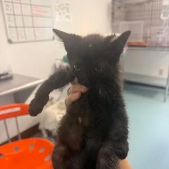 A baby small-sized male Black Domestic Short Hair cat named Rukmini for adoption in Austin, TX