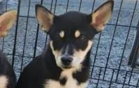 A baby medium-sized male Mixed Breed dog named Havik for adoption in West Chester, PA