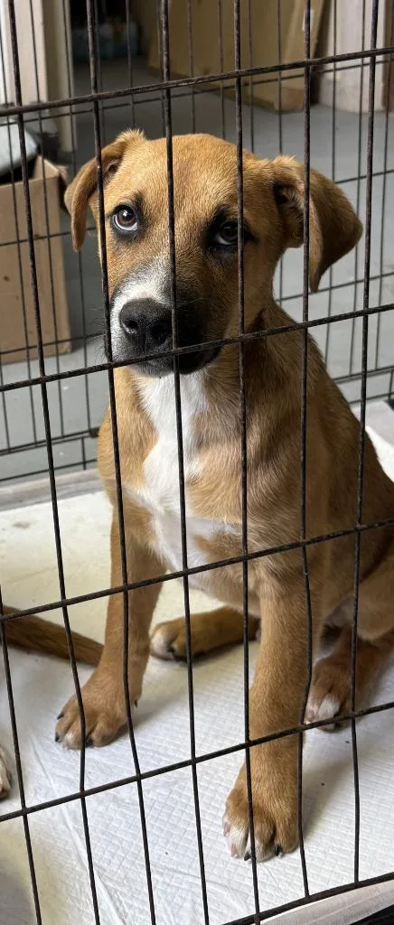 A baby medium-sized male Black Mouth Cur dog named Peter for adoption in Luling, TX