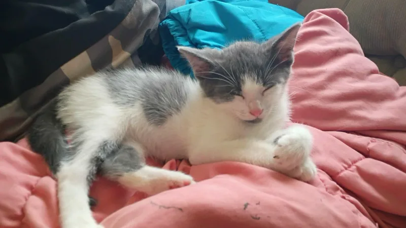 A baby small-sized male Gray & White Domestic Short Hair cat named Frankie for adoption in Marlette, MI