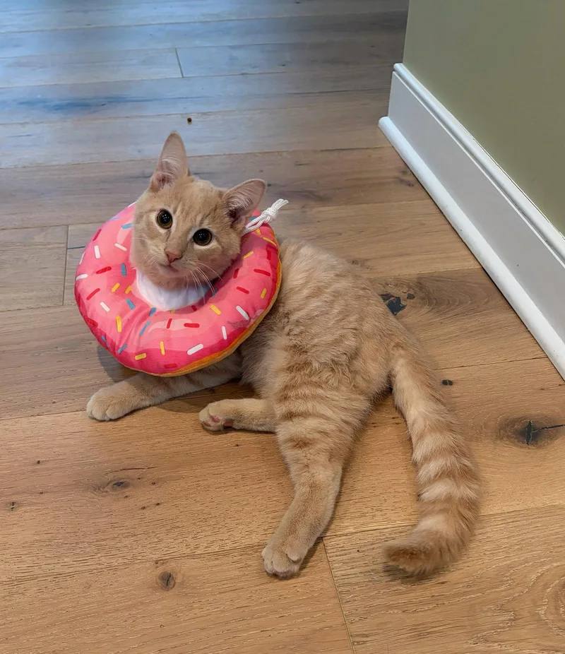 A young medium-sized male Buff / Tan / Fawn Domestic Short Hair cat named Gus  Cerebellar Hypoplasia for adoption in Rootstown, OH