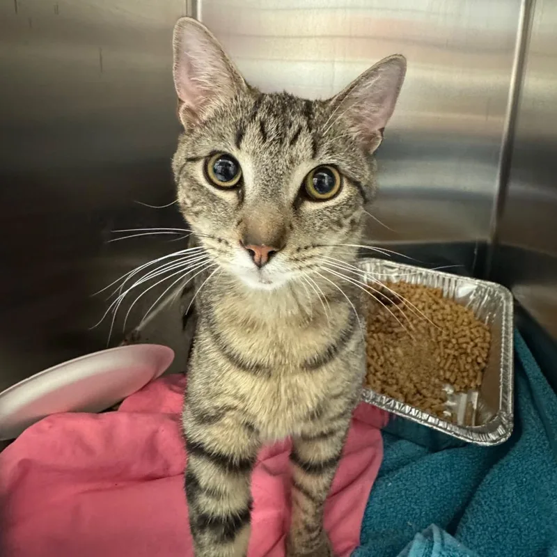 An adult medium-sized male Brown / Chocolate Domestic Short Hair cat named Lord Licorice for adoption in Charlottesville, VA