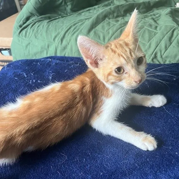 A baby small-sized male Orange / Red Domestic Short Hair cat named Erling for adoption in Verona, VA