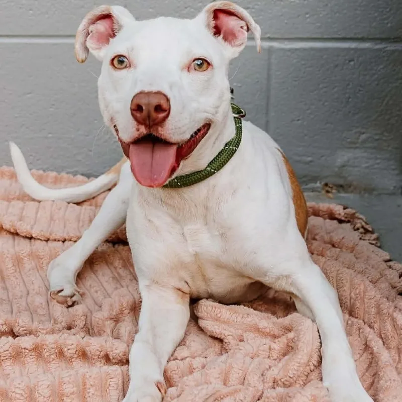 A young medium-sized female Pit Bull Terrier dog named Madelyn for adoption in Medford, NY