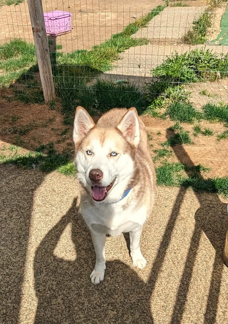 An adult medium-sized female Red / Chestnut / Orange Siberian Husky dog named Ivy for adoption in Ventura, CA