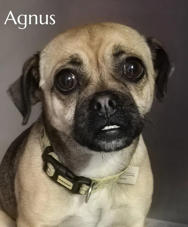 An adult small-sized female Pug dog named Agnus for adoption in Phelan, CA