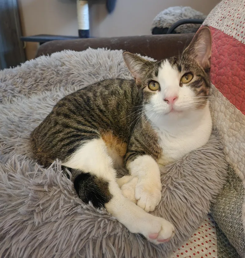 A young medium-sized male Domestic Short Hair cat named Harley for adoption in Waterloo, IA