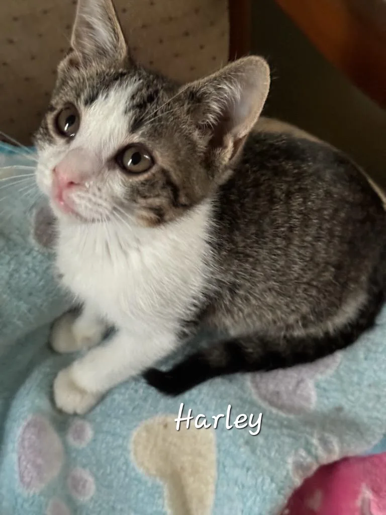 Harley thumbnail 3
