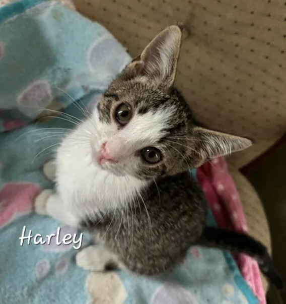 Harley thumbnail 5
