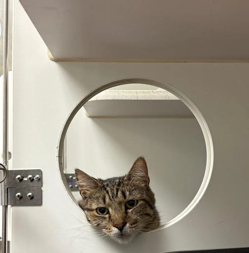 An adult medium-sized male Domestic Short Hair cat named Thor for adoption in Johnson City, TN
