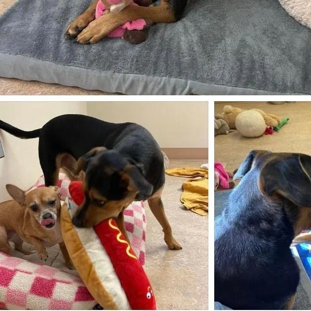 Little Man & Princess thumbnail 3