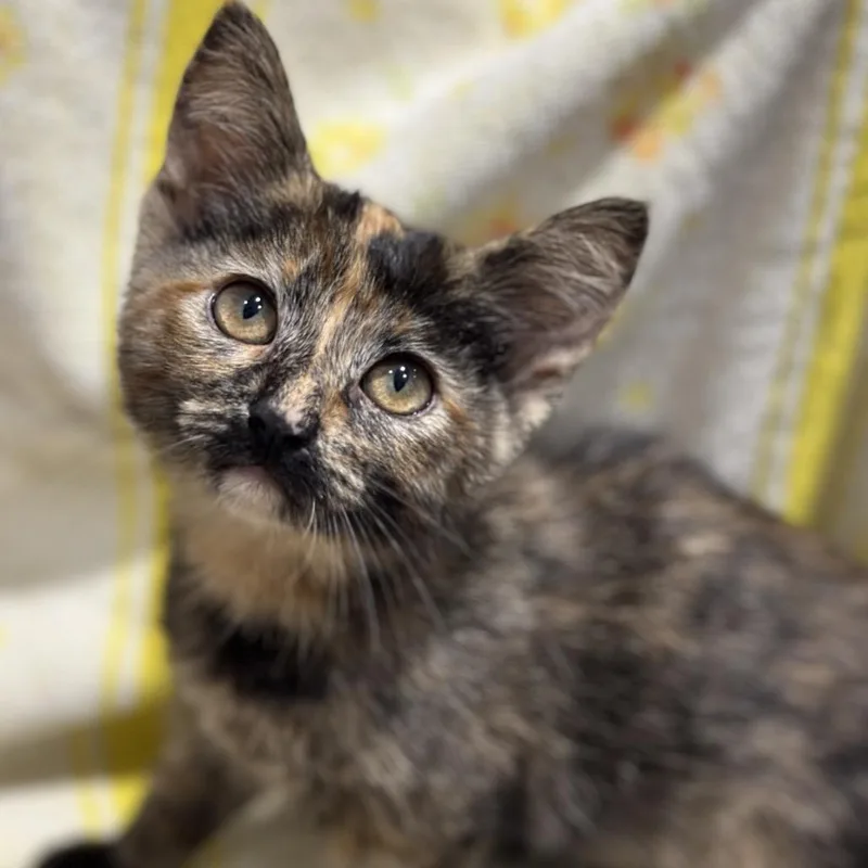 A baby small-sized female Tortoiseshell Domestic Short Hair cat named Rose for adoption in Matteson, IL