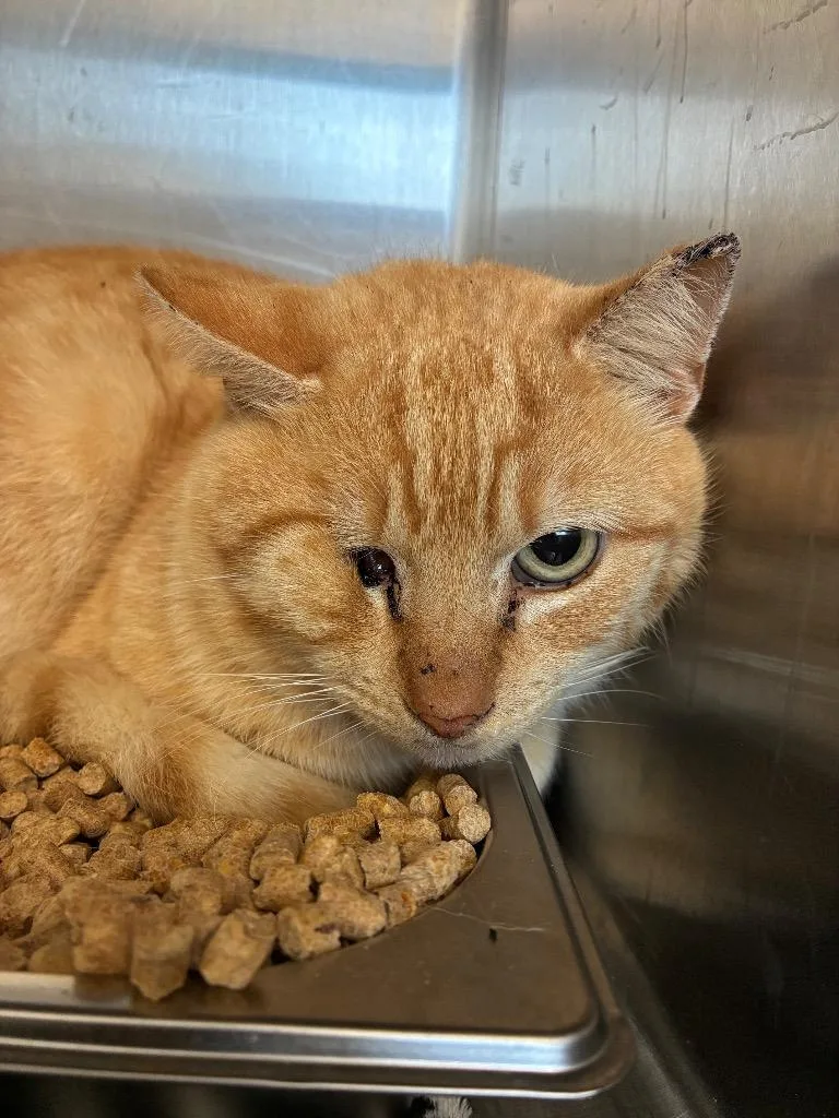 An adult medium-sized male Domestic Short Hair cat named Rocket for adoption in Hartsville, SC