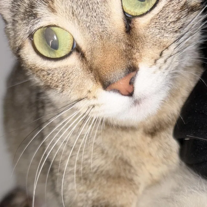 A young medium-sized female Tabby (Brown / Chocolate) Domestic Short Hair cat named Baby Girl for adoption in Liverpool, TX