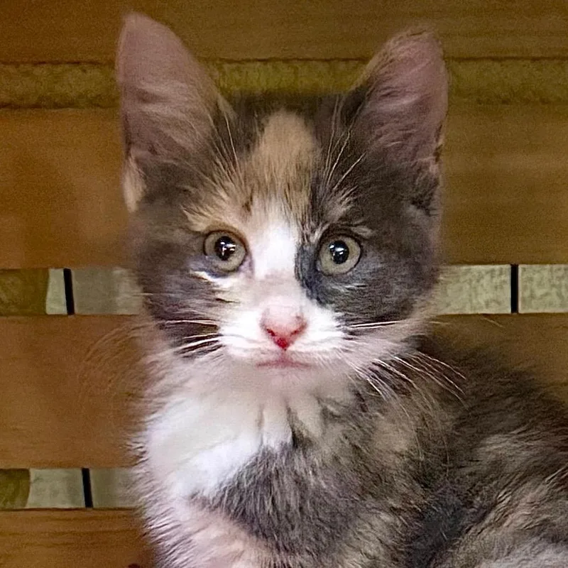 A baby small-sized female Calico Domestic Short Hair cat named Winnie for adoption in Kansas City, MO