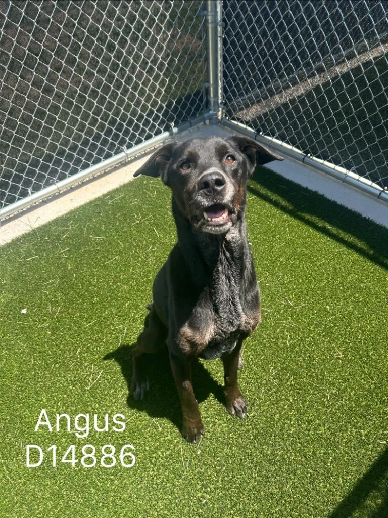 Angus