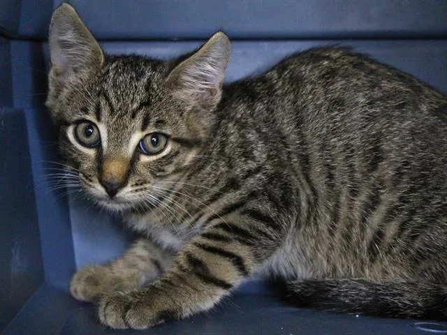 A baby small-sized male Domestic Short Hair cat named Steven for adoption in Tallahassee, FL