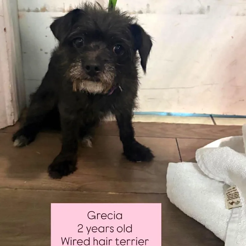 An adult small-sized female Black Wirehaired Terrier dog named Grecia for adoption in Tampa, FL