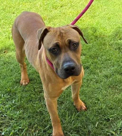 A young medium-sized male Pit Bull Terrier dog named Bilbo for adoption in Tulsa, OK