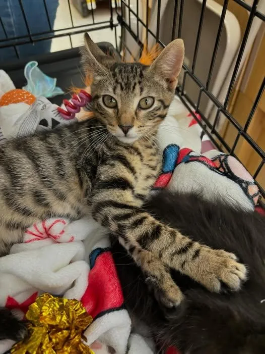 A baby medium-sized male Tabby (Brown / Chocolate) Tabby cat named Eden for adoption in Omaha, NE