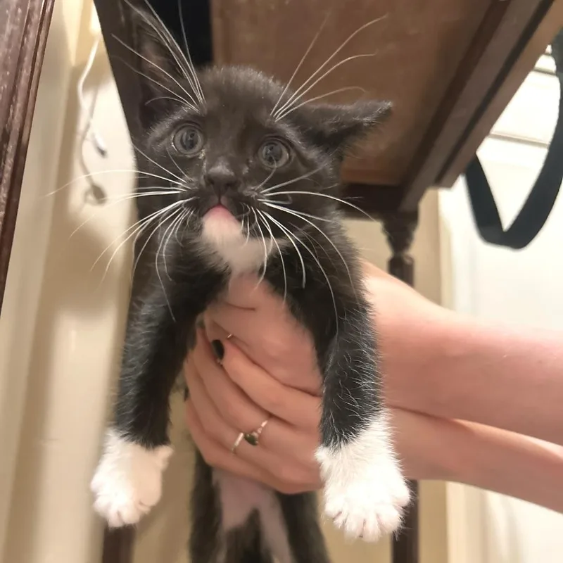 A baby small-sized female Domestic Short Hair cat named Stella for adoption in Cumming, GA