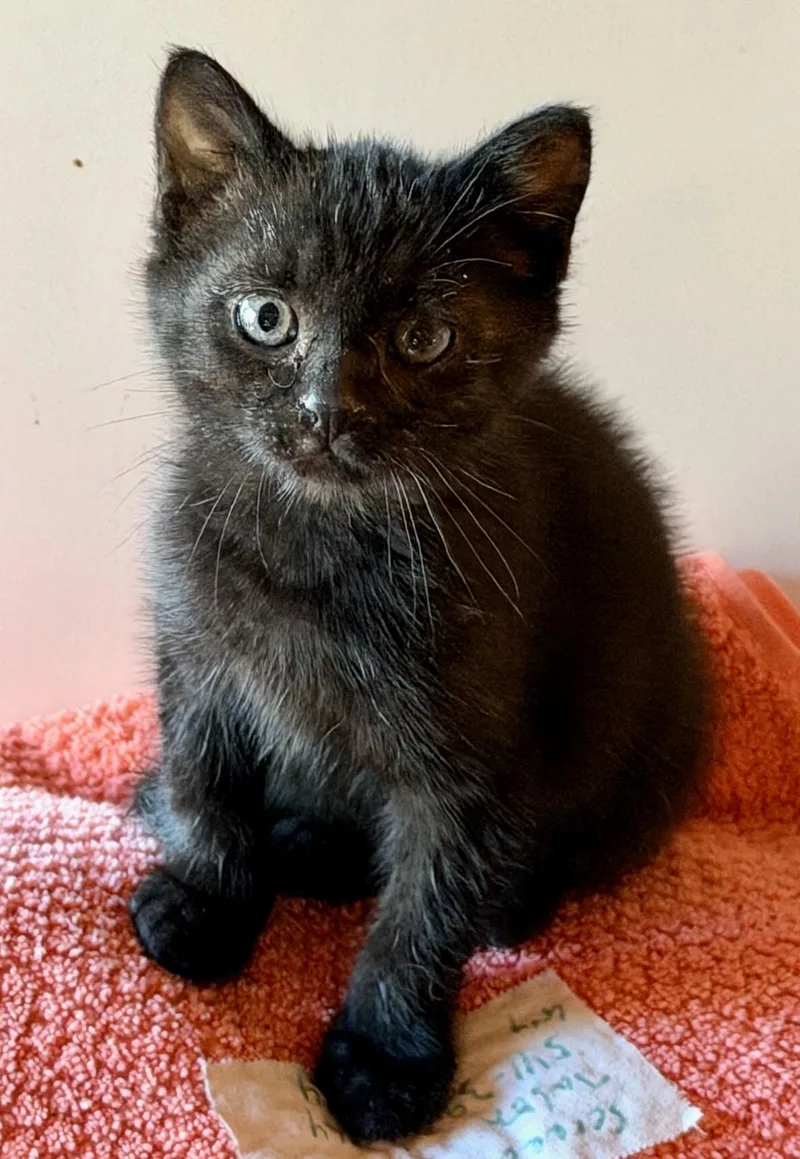 A baby medium-sized male Black Domestic Short Hair cat named Inky for adoption in The Dalles, OR