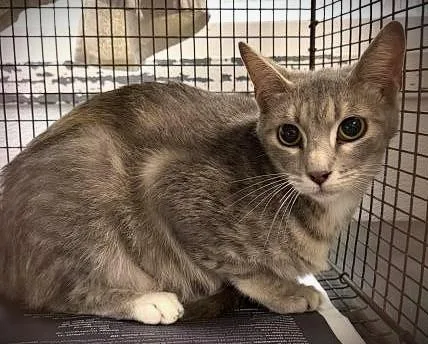 A young medium-sized female Domestic Short Hair cat named Sushi for adoption in Los Angeles, CA