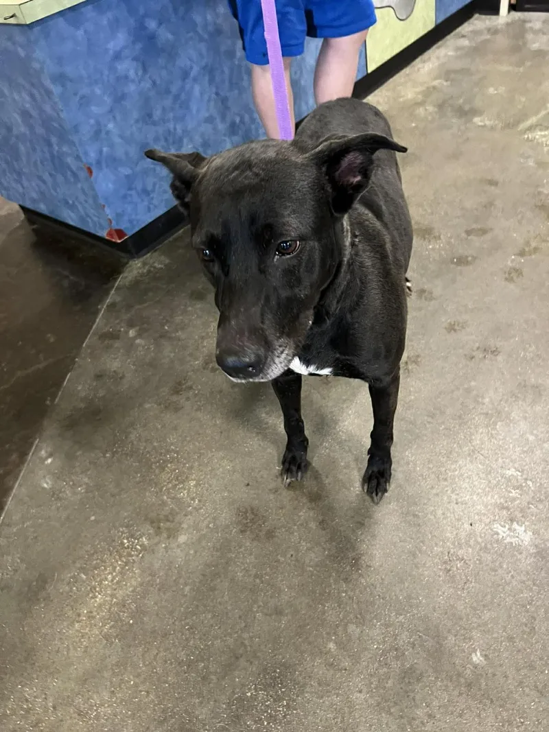 An adult large-sized female Labrador Retriever dog named Stormy for adoption in Rockwall, TX