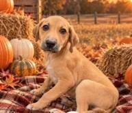 A baby small-sized male Mixed Breed dog named Cody for adoption in Washington, DC