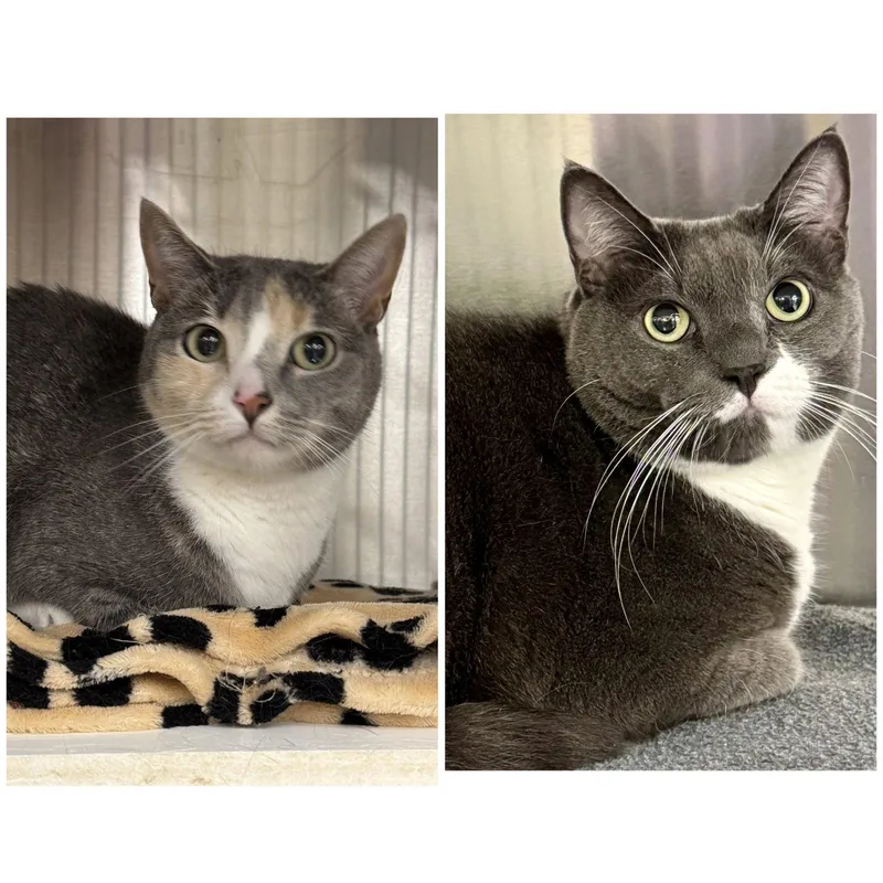 An adult medium-sized female Gray & White Domestic Short Hair cat named Herman and Lily for adoption in Winchendon, MA