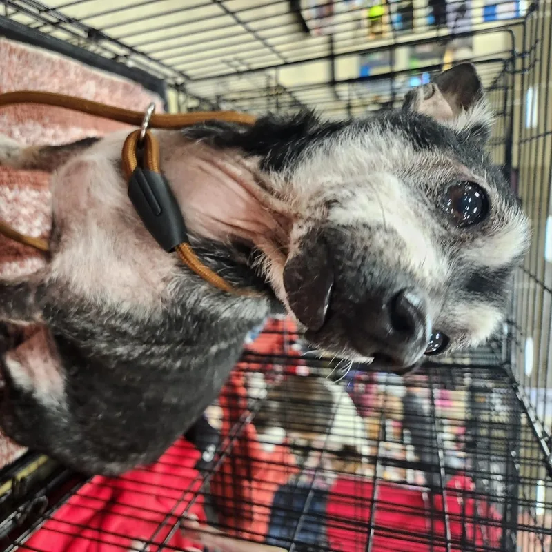 Porkchop thumbnail 2