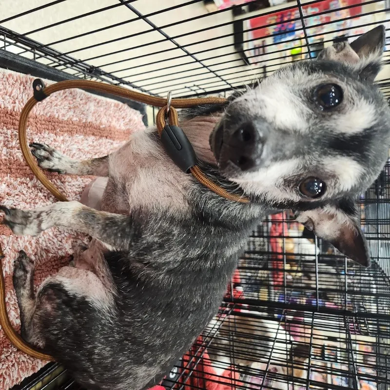 Porkchop thumbnail 3