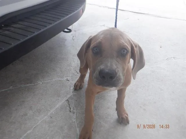 A baby medium-sized female American Bulldog dog named Fiorella for adoption in Miami, FL