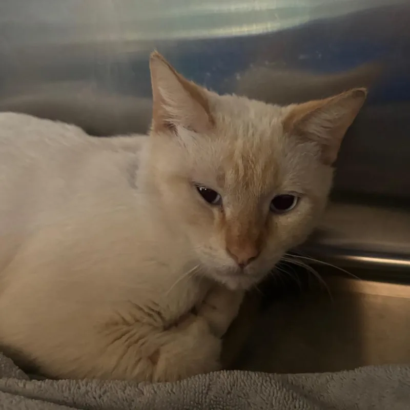 A young medium-sized male Cream / Ivory Domestic Short Hair cat named Chester for adoption in Lakeland, FL