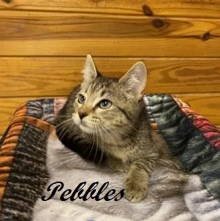 A baby medium-sized female Tabby (Brown / Chocolate) Tabby cat named Pebbles for adoption in Southern Pines, NC