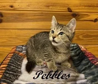 Pebbles thumbnail 2