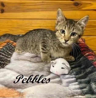 Pebbles thumbnail 3
