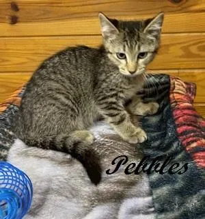 Pebbles thumbnail 4