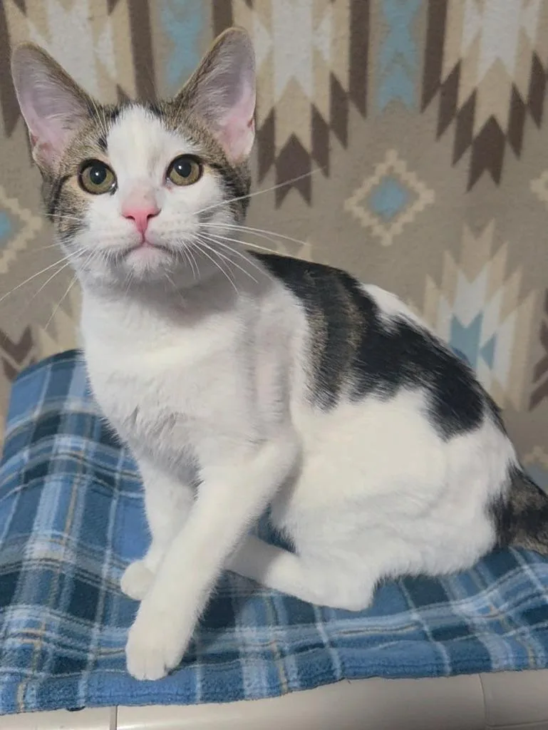 A baby medium-sized male Tabby (Brown / Chocolate) Domestic Short Hair cat named Beaver for adoption in Shawnee, KS