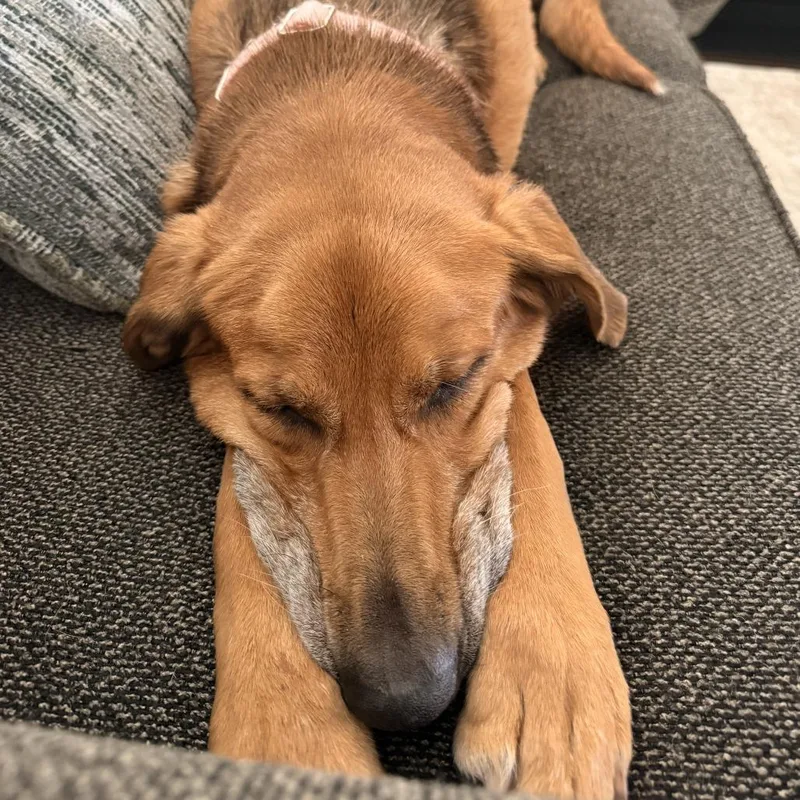 A senior large-sized female Yellow / Tan / Blond / Fawn Hound dog named Harper for adoption in Mooresville, NC