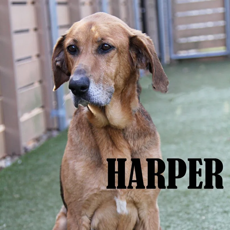Harper thumbnail 6