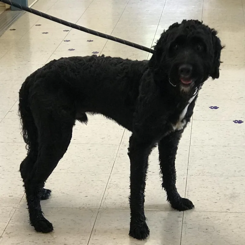 An adult large-sized male Black Poodle dog named Trophie for adoption in Danville, KY