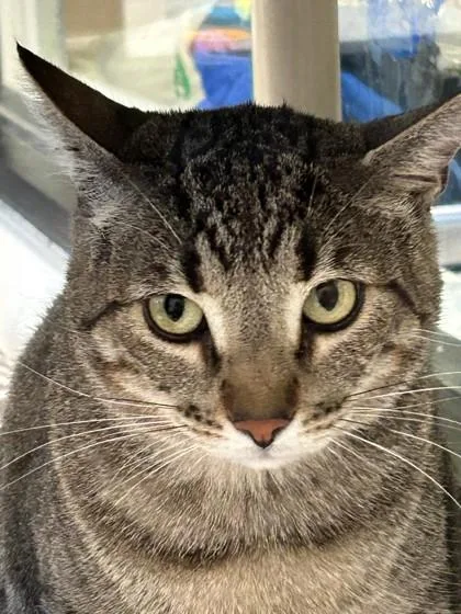 Milo